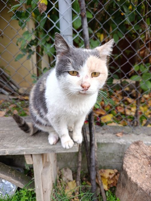 Подарява се коте