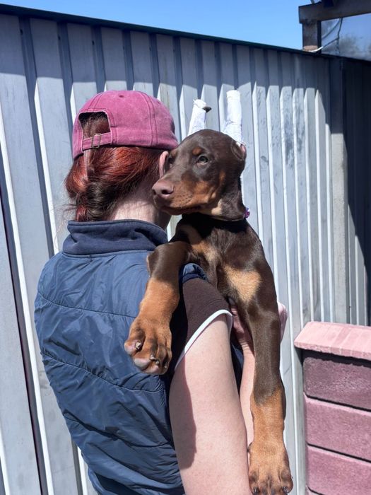 Щенок добермана 3 месяца