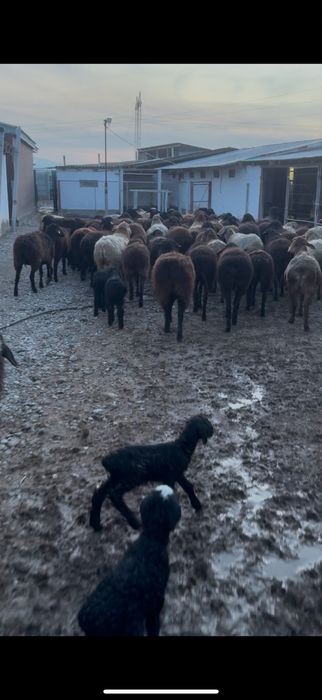 60 бас қозылы қой