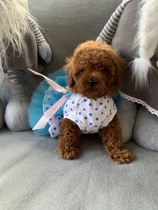 Пудел той пудел тийкъп с родословие Poodle toy red