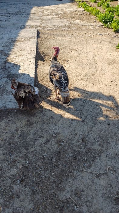 Индюк 1жас еркек