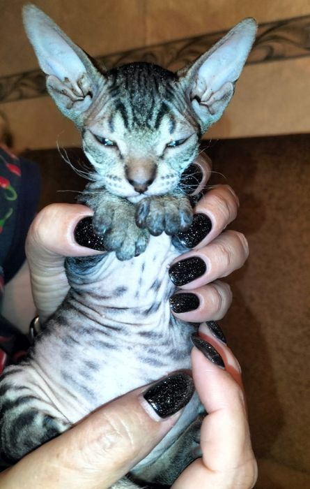 Продам котят Донского Сфинкса, Браш.