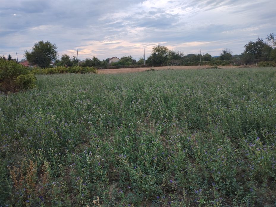 Продава се Парцел в с. Гроздьово, Област Варна - 2322 кв.м за 6 €/кв.м - Снимка #4