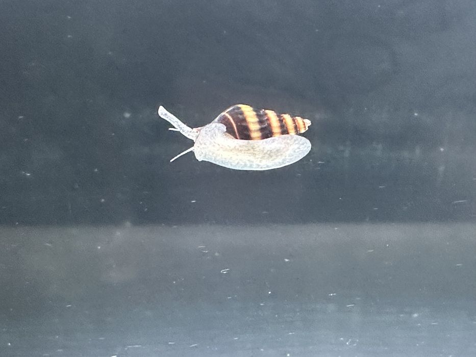 Хищная улитка хелена