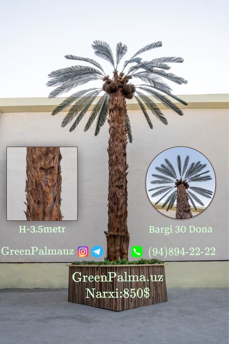 Palma Пальма  GreenPalmauz