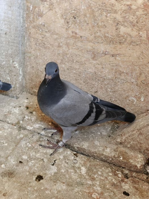 Vand porumbei pui și bătrâni