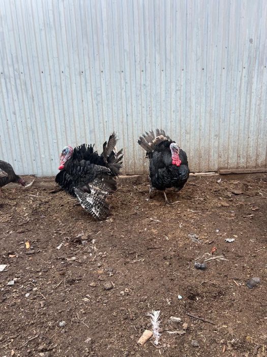 Продам молодых индюков