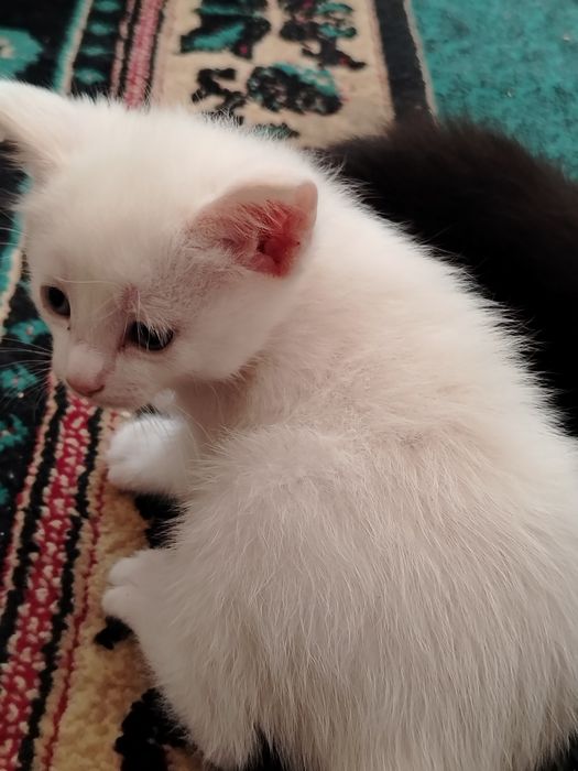 Котята. Четыре мальчика. Две девочки