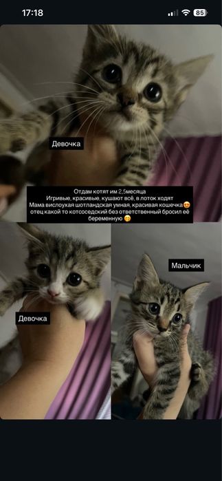 Бесплатно отдам котят