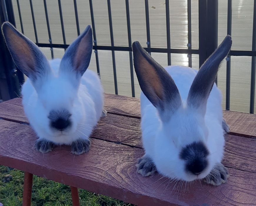 Iepuri Uriaș de Transilvania