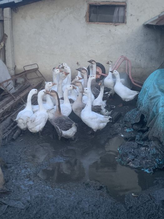 Vand 20 de gâște