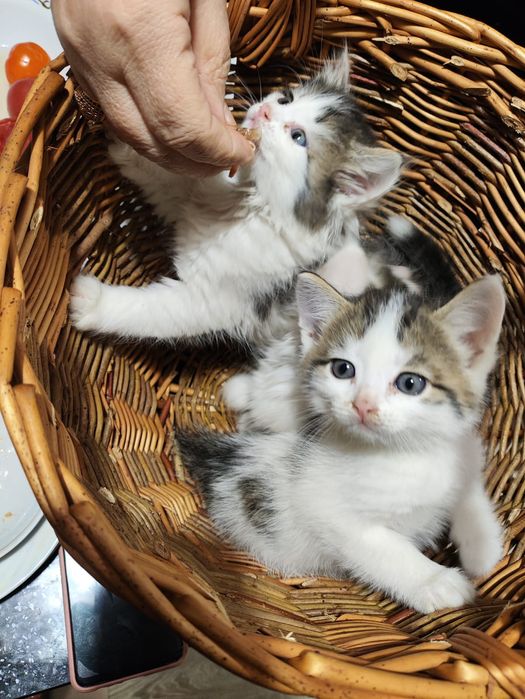 Отдам котят (мальчики)