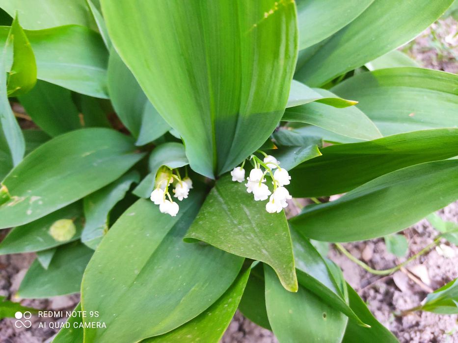 Ландыши, лилейники