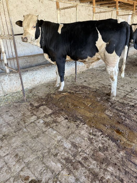Buqa 9 oylik gibrit semintalga rasiya buyi 125+ vazni 400 kg