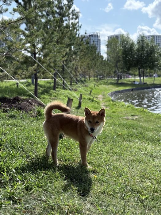 Продам Щенка Сиба Ину