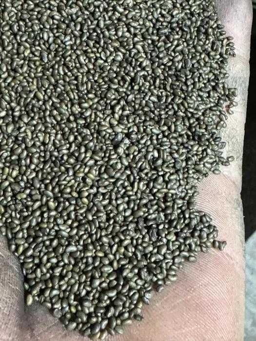 Семена многолетней люцерны