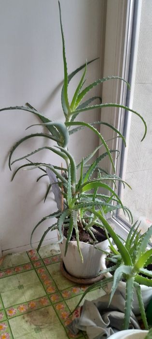 Трёхлетний.Алое.