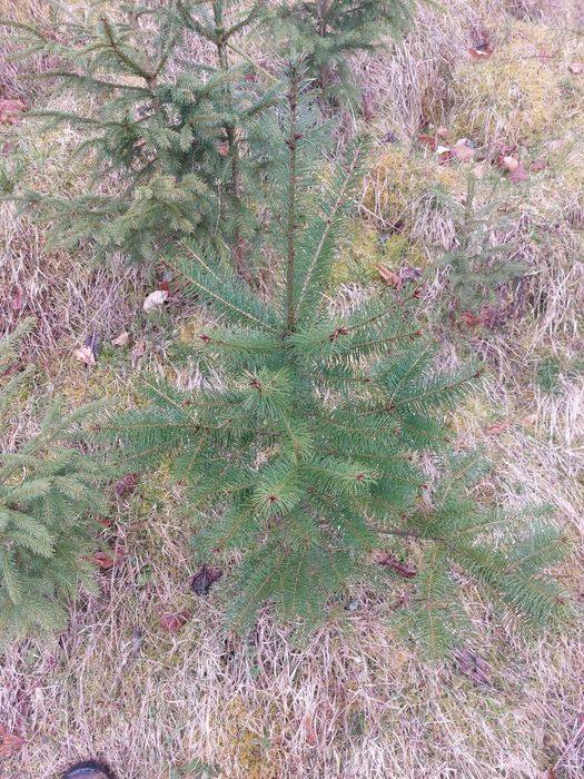 Palet 50 buc. brazi ornamentali mixt cu balot pamant-calibru 60-80 cm