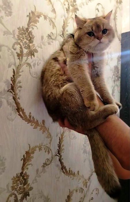 Vyazka qabul qilamz Zalataya shinshila toza zot