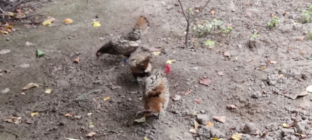 Лимон сибрайтлар