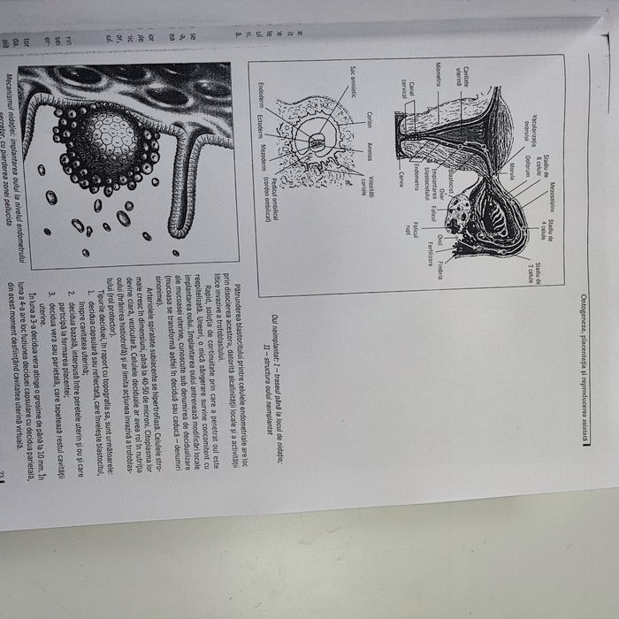 Esentialul in obstetrica
