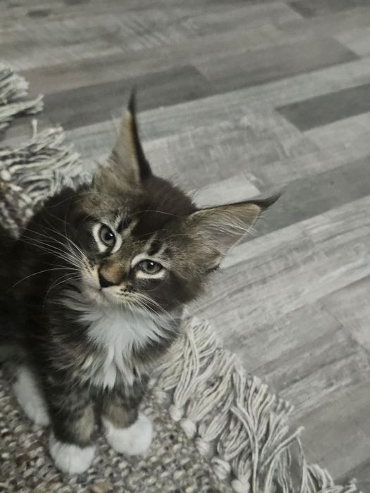 Maine coon femela