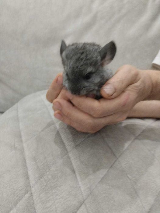 Продам шиншилёнка