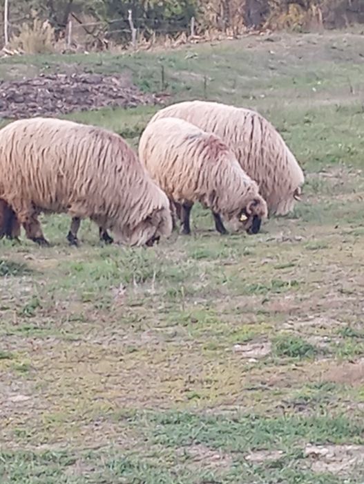 Vând oi bucălai miori!