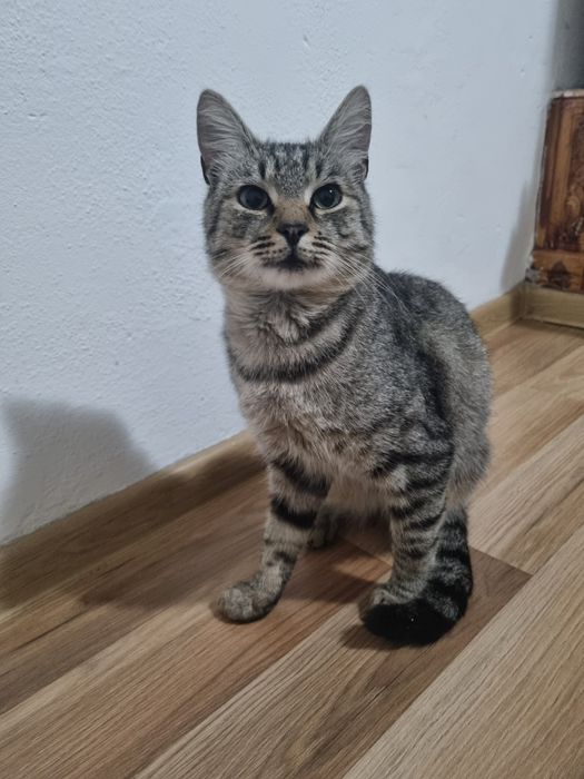 Donez motan in varsta de 1 an foarte blând