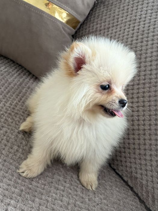 Pomeranian Mini Toy Mascul