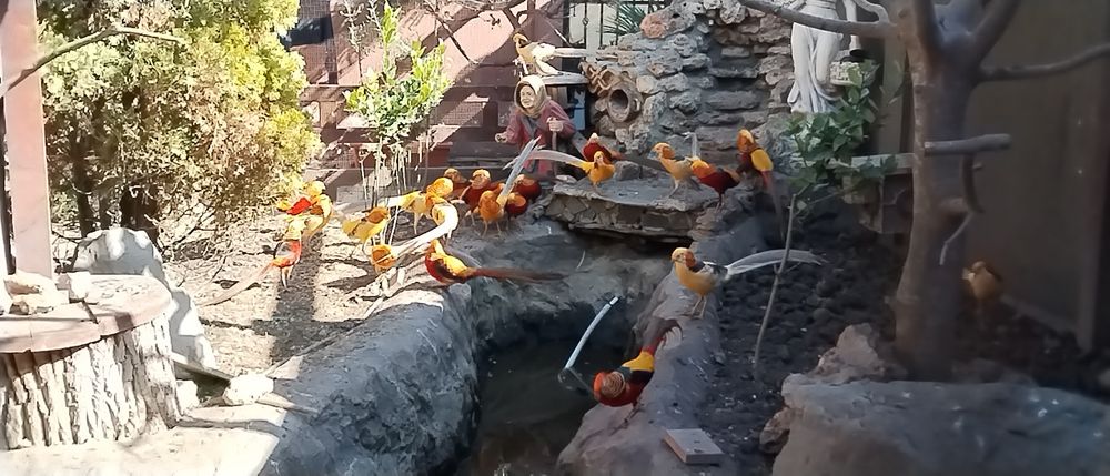Fazani exotici auriu pe roșu , păuni ,rate mandarin .