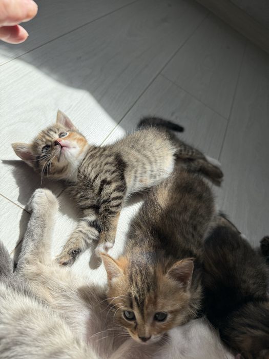 Британские короткошерстные котята