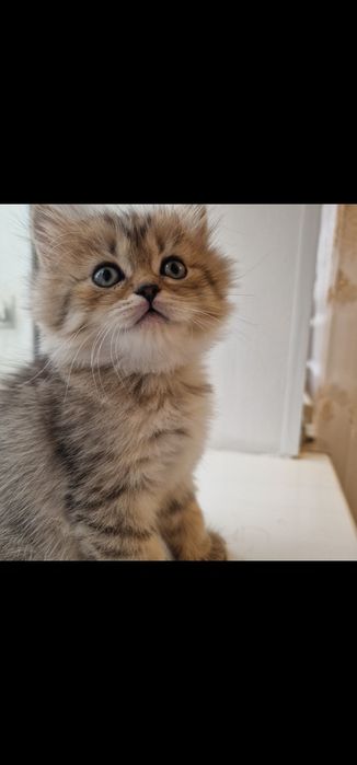 Котята котята котята