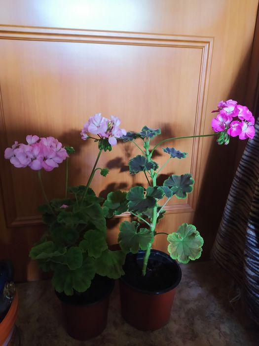 Герань разной рацветки