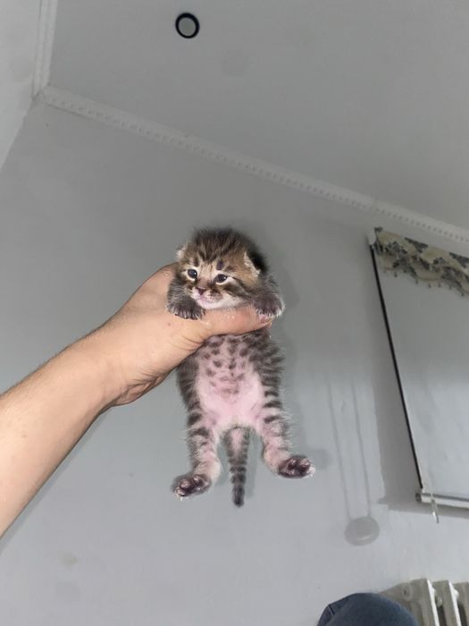 Кошка продается шотландская