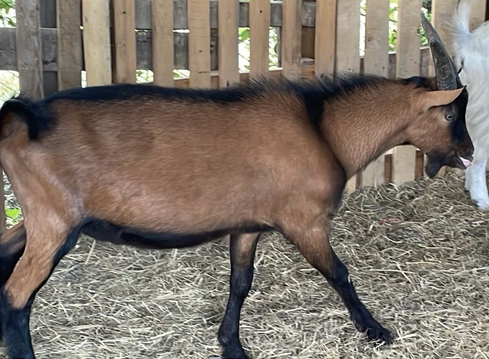 Vand Țap Alpin Francez sau Schimb cu Oaie tanară sau cu Capra Alpina