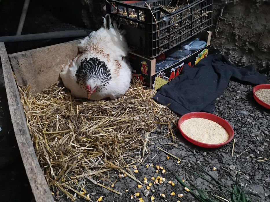 Vând oua de casă!