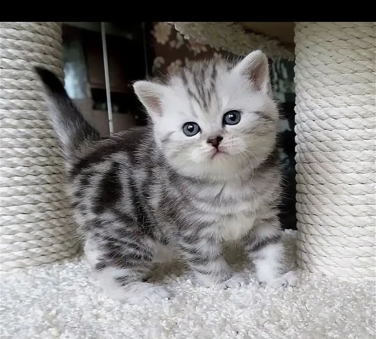 Продаются  шотландские  котята.