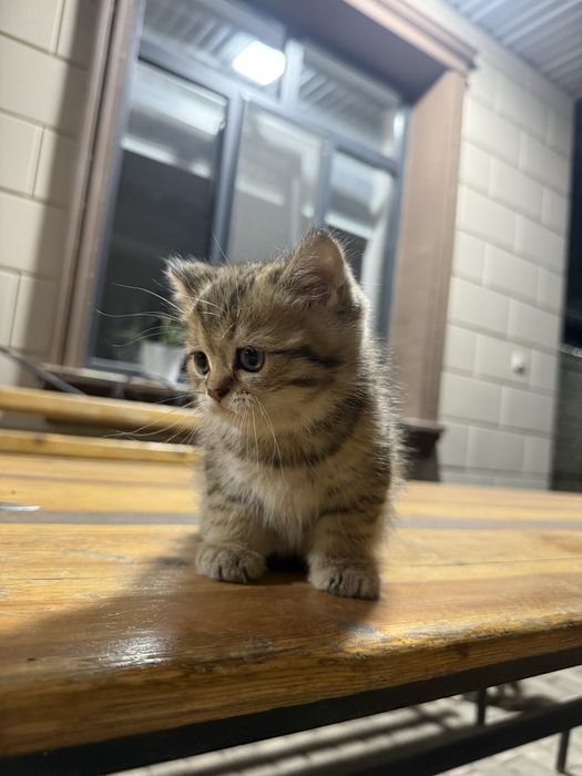 Котёнок в продаже остался один