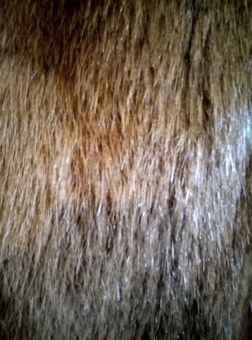 Яке с косъм от мускат