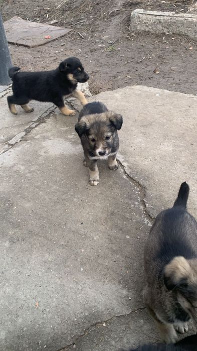 Не Проходите мимо. Отдам в добрые руки