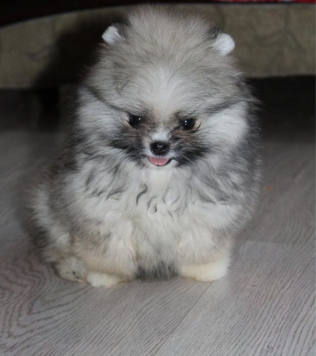 Продам щенка шпиц