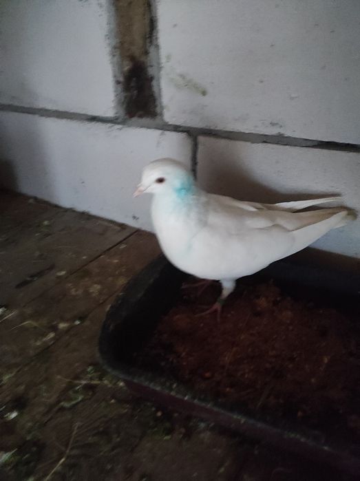 De vânzare Porumbei