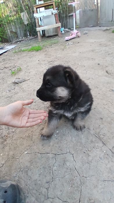 Ценок немецкая овчарка 1 месяц готов на продажу 150$