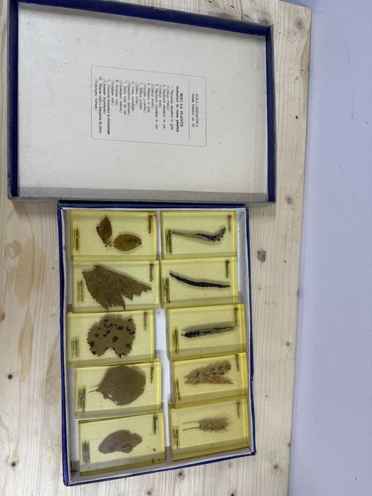 Incluziuni Boli la plante