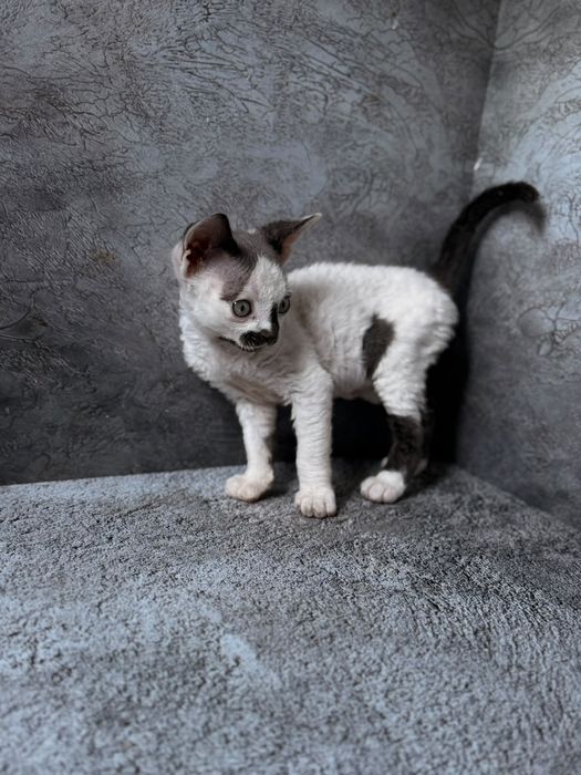 Котята канадского сфинкса