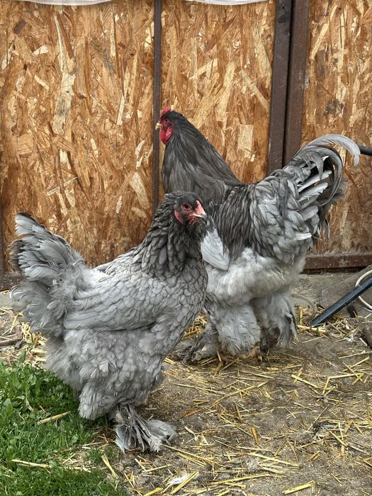 Disponibila brahma albastru