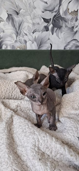 Канадский сфинкс котята