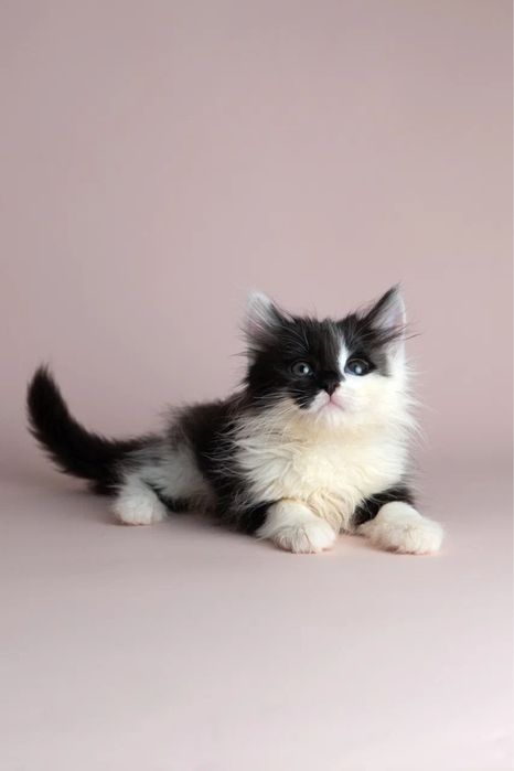 Котята двухмесячные ищут дом