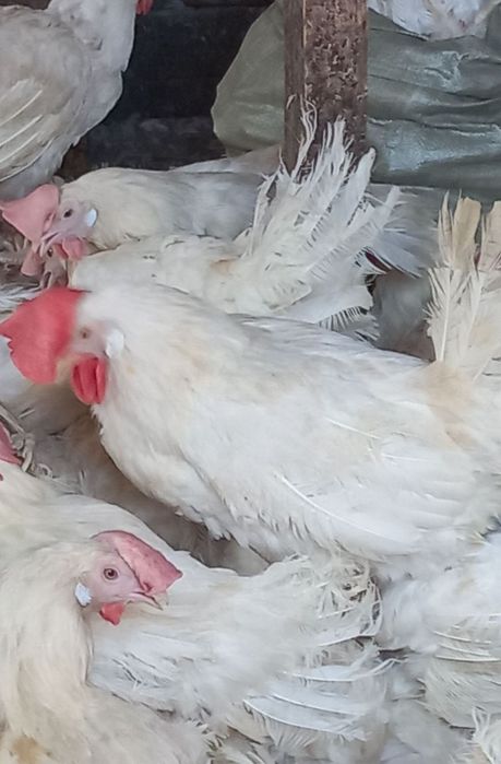 Продам курей и живность для двора